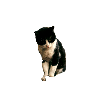 A Black And White Tuxedo Cat Sits Quietly On A Wooden Table Against A Brick Wall. 14810 - Cat PNG image with transparent background